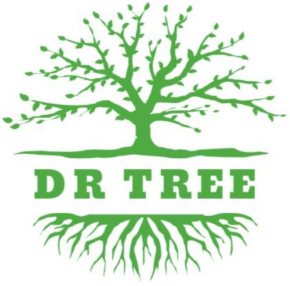 Wycinka, pielęgnacja drzew Kraków | Dr-tree